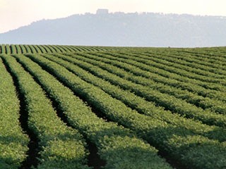 Сельское хозяйство Болгарии будет развиваться стандартным путем